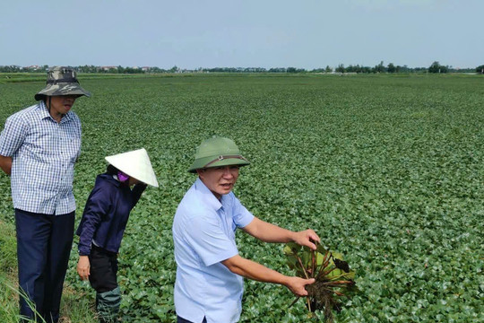Vĩnh Lại bảo vệ khoảng 100 ha ấu khỏi ốc bươu vàng
