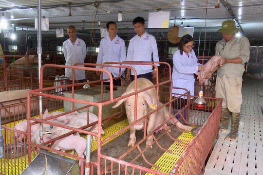 Thúc đẩy kinh tế tuần hoàn trong chăn nuôi