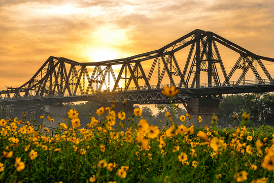 Những mùa hoa cúc dại