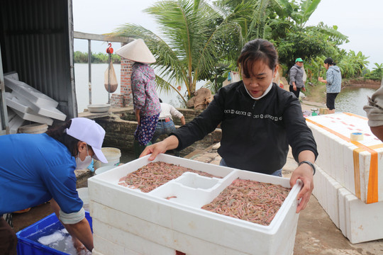 Giữ đất sạch, nâng giá trị rươi, cáy