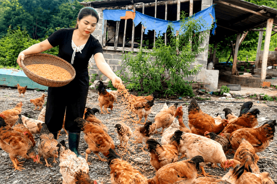 Nuôi gà ngon, đón đầu kinh tế du lịch