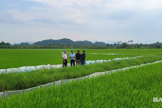 Đề xuất cho xây công trình tối đa 500 m² trên đất trồng lúa
