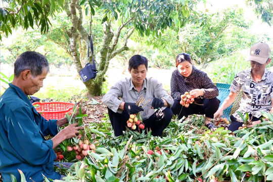 Thay đổi tư duy sản xuất để nông sản 'xuất ngoại'