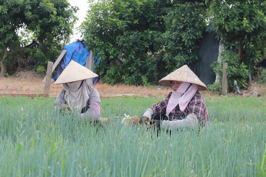 Nông dân lãi 8 - 12 triệu đồng/sào rau màu hè thu