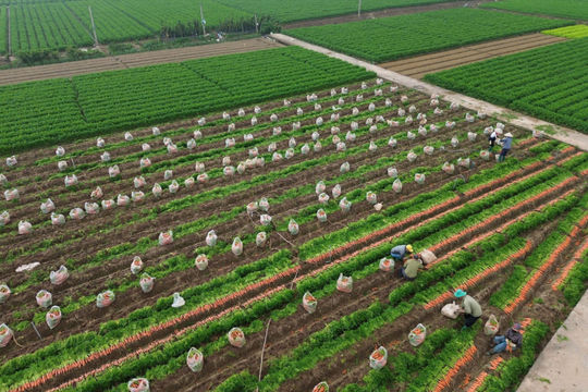 Siết chặt quản lý mã số vùng trồng
