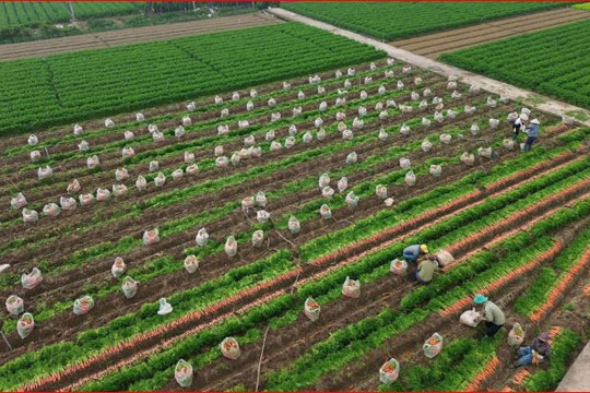 Tightening management of planting area codes