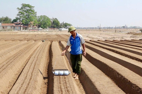 Nông dân xã Tuệ Tĩnh trông thời tiết để trồng cà rốt