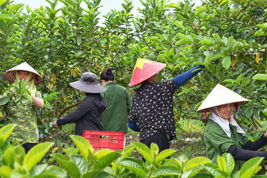 Nông dân Hà Nam 'bắt' ổi đậu quả trái vụ, lãi lớn