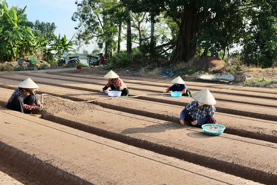 Gieo trồng vụ đông chậm hơn do mưa lớn