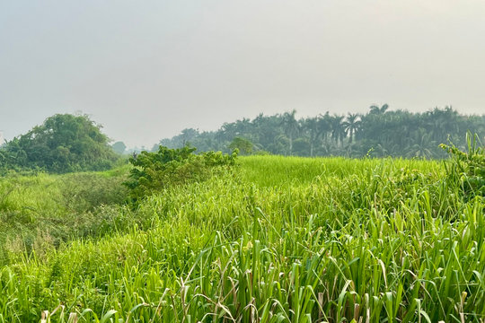 Không tự ý trồng cỏ trên đê sông Thái Bình