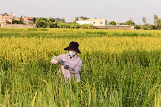 Rầy gây hại lúa mùa cuối vụ