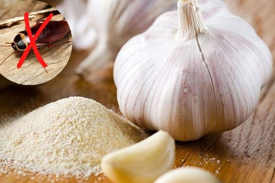 Mẹo dùng tỏi đuổi gián có thực sự hiệu quả?