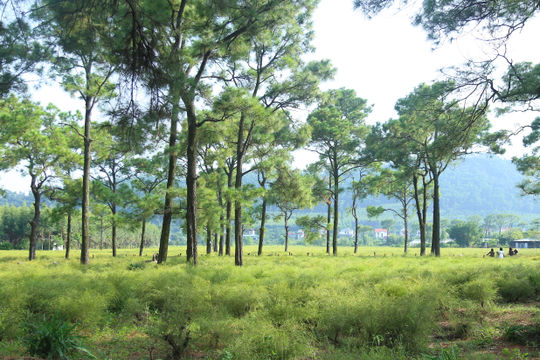 Khám phá 'Đà Lạt thu nhỏ' ở Hải Phòng