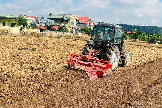 Xã Nam An Phụ trồng hơn 900 ha hành, tỏi vụ đông