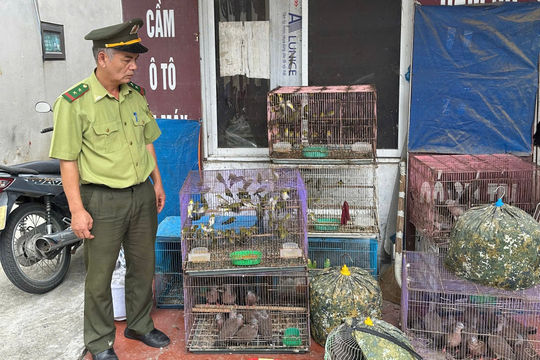 Phát hiện vụ nuôi nhốt 123 chim hoang dã ở Nam Sách
