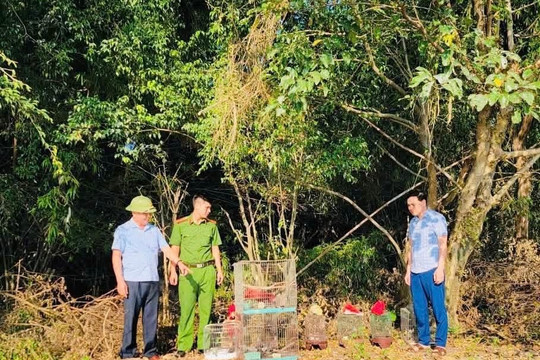 Thả 13 cá thể chim về môi trường tự nhiên tại Đảo Cò