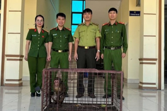 Công an xã Hợp Tiến bàn giao cá thể khỉ mặt đỏ quý hiếm