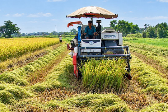 Dự báo năng suất lúa mùa tăng 1,86 tạ/ha