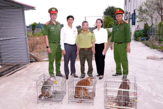 Hải Phòng tiếp nhận, bàn giao 4 cá thể khỉ quý hiếm đi lạc