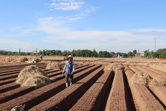7 foreign firms secure carrot supplies in Tue Tinh