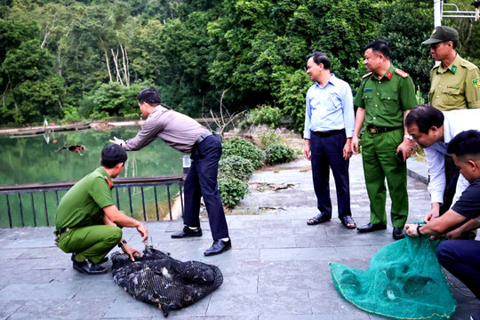 Phát hiện 2 người săn bắt trái phép 24 cá thể chim hoang dã ở Cát Hải