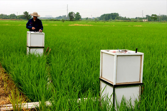 Hai Phong expands low-emission rice farming