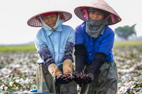 Mùa ấu về trên đồng trũng Vĩnh Lại