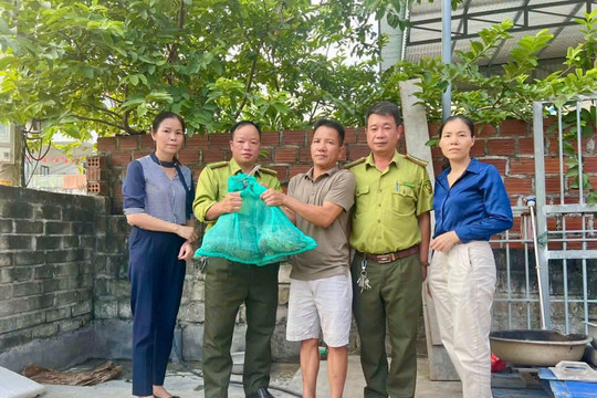 Phát hiện trăn đất nặng 15 kg khi dọn vườn ở phường Hòa Bình