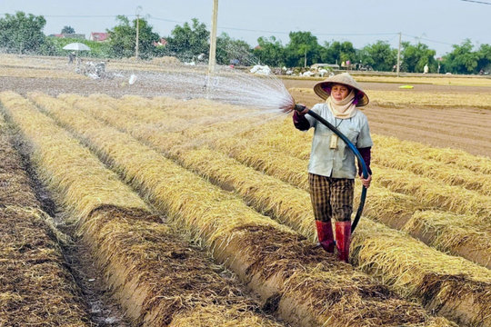 Nông dân Hải Phòng gieo trồng hơn 13.000 ha rau màu vụ đông