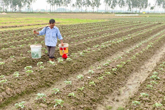 Liên kết '4 nhà', tạo đà phát triển vụ đông