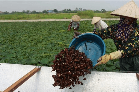 Củ ấu thơm bùi, đậm vị quê hương