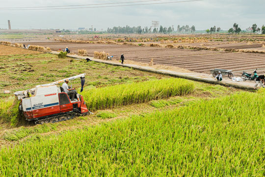 Tháng mười vương vấn khói rơm thơm