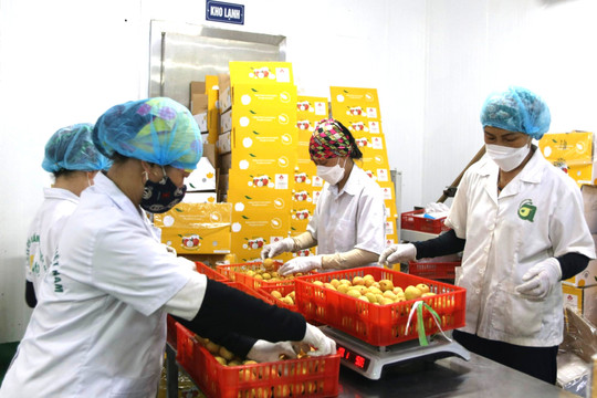 Kích hoạt 80 tài khoản truy xuất nguồn gốc nông sản Hải Phòng