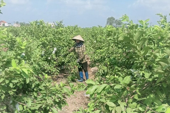 An Phong nỗ lực 'xanh hóa' đất ruộng bỏ hoang