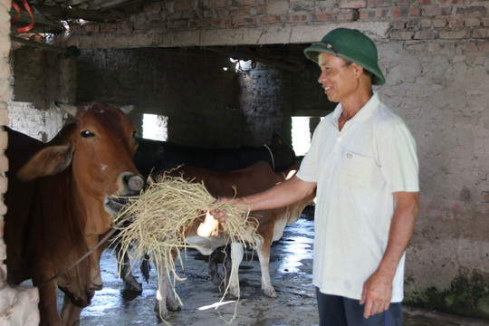 Hợp Tiến phát triển chăn nuôi đại gia súc