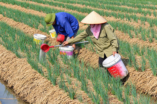 Liên kết phát triển vùng trồng hành tỏi ở Kinh Môn