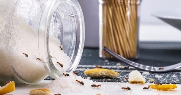 Cách đuổi kiến khỏi lọ đường cực dễ
