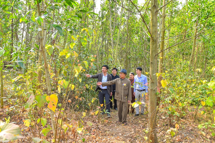 Khôi phục vườn thuốc cổ Dược Sơn (Chí Linh)