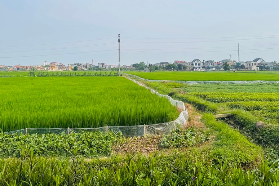 441 boundary markers for Lao Cai – Ha Noi – Hai Phong railway project in Hai Duong handed over