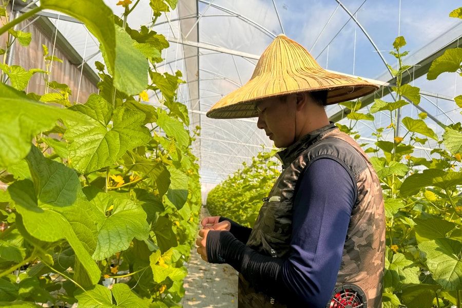 Nông dân Hải Dương được hỗ trợ gần 24,5 tỷ đồng xây dựng nhà màng