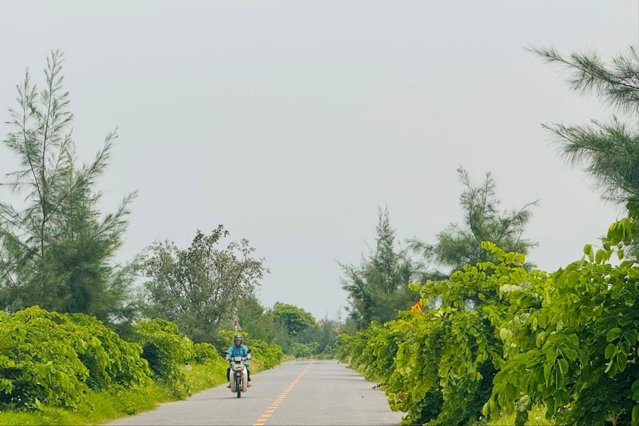 Cây cỏ lòa xòa ven đường 191M (Tứ Kỳ)