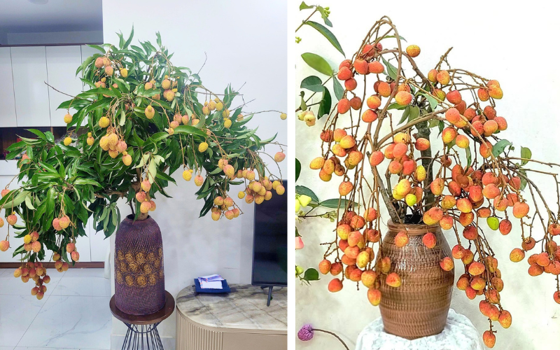 Trend cành vải cắm bình khiến những người mê cắm hoa 'phát sốt'