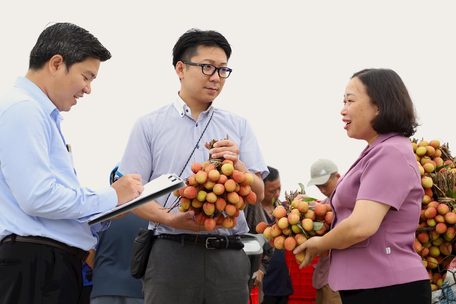 Top Japanese retailer favors Hai Duong lychees