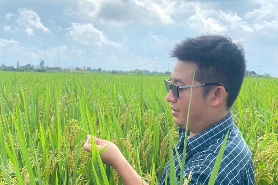 Giống lúa TĐ25 kháng đạo ôn, phù hợp sản xuất thương phẩm tập trung
