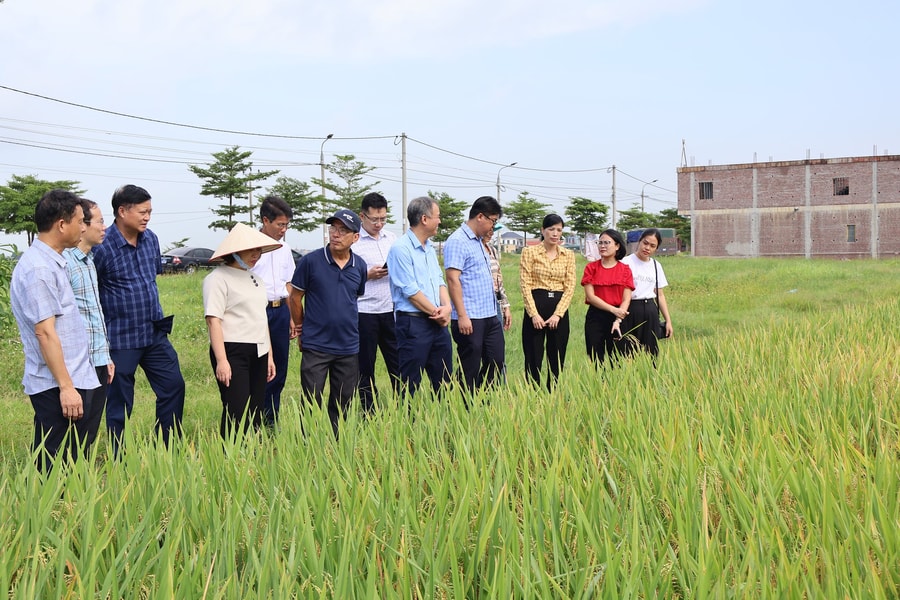 Năng suất lúa đông xuân của Hải Dương dự kiến mỗi ha hơn 67,5 tạ