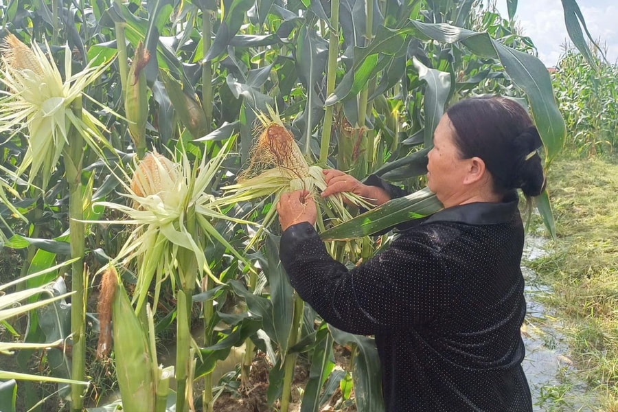 Ngô nếp lai HN92 cho lãi hơn 84 triệu đồng/ha
