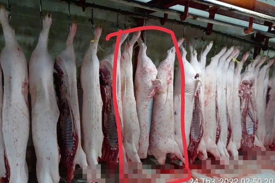 Người tố C.P. Việt Nam tung thêm hình ảnh lợn đầy đốm lạ, hé lộ nơi chụp