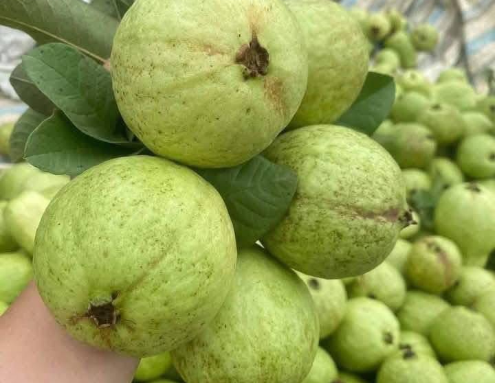 Ổi phòng chống ung thư, bảo vệ tim mạch, ăn bao nhiêu là đủ?