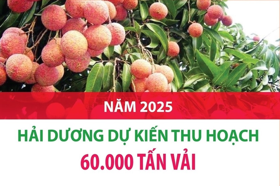 Hải Dương dự kiến thu hoạch 60.000 tấn vải trong năm 2025
