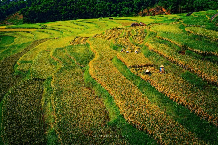 Mùa vàng ở Pù Luông